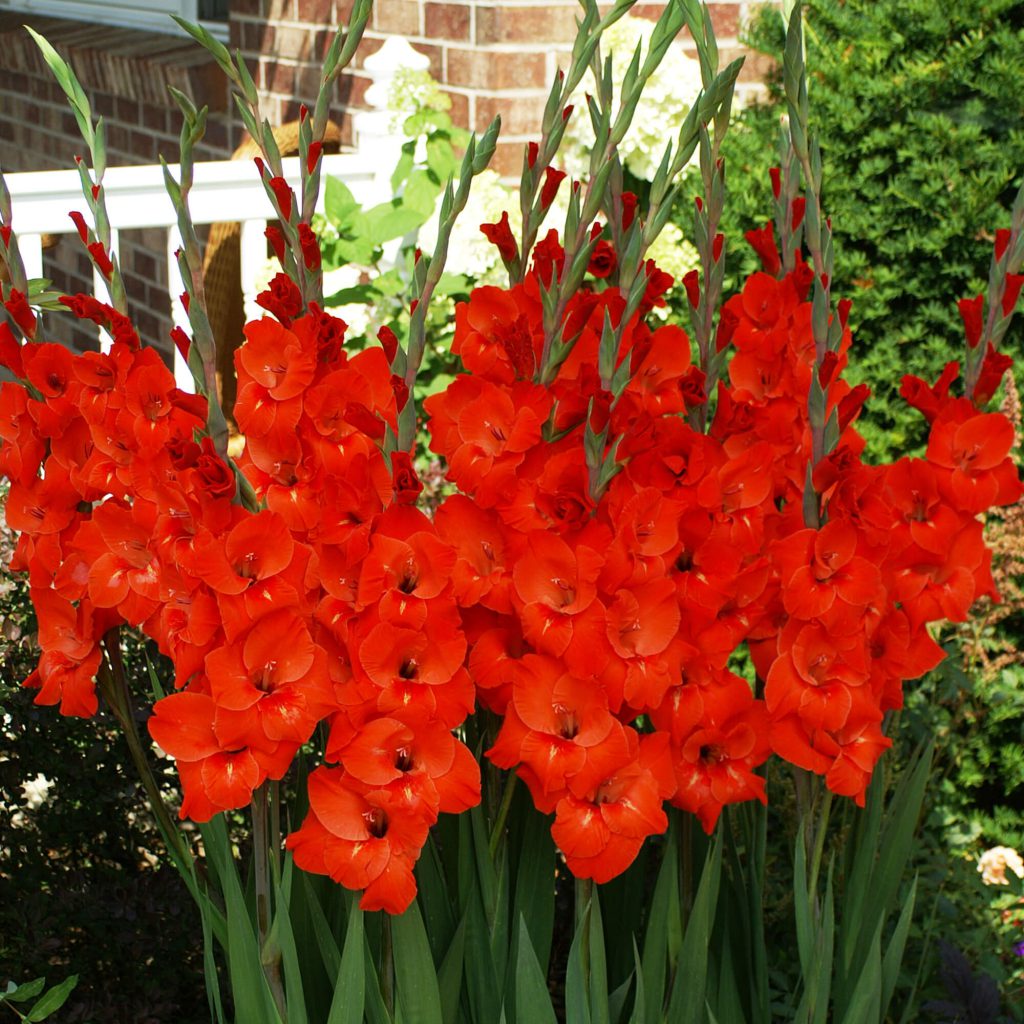 Gladiolus Red Sensation – Euroblooms