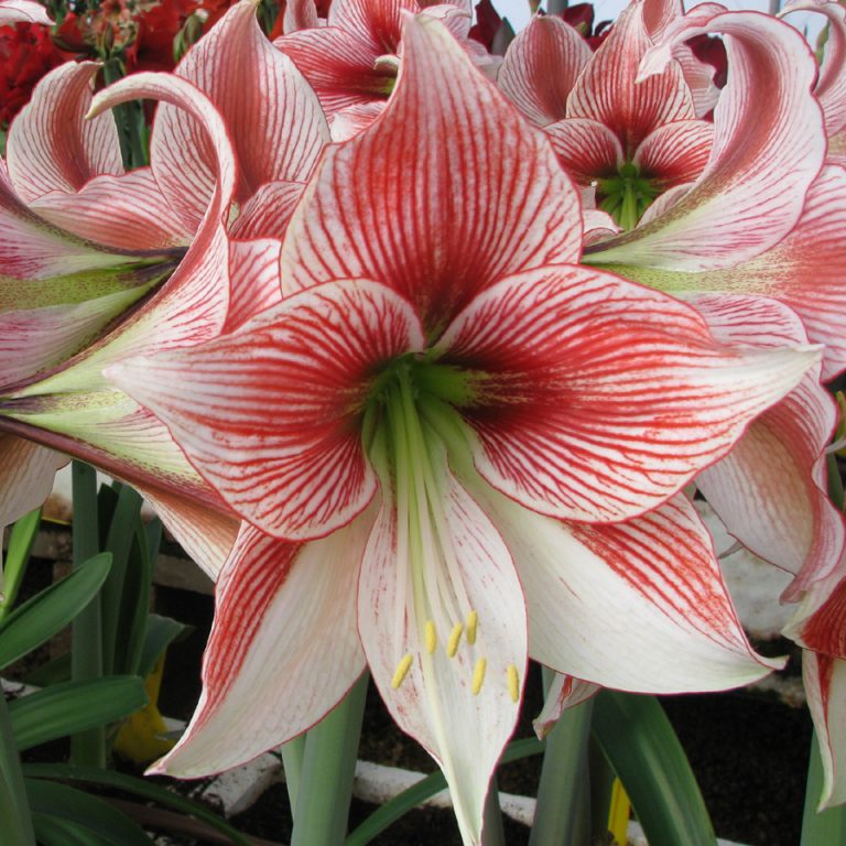 Amaryllis Glee – EuroBlooms